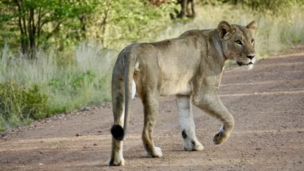 lion
